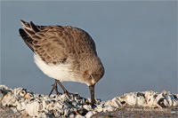 Alpenstrandläufer