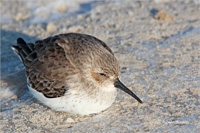 Alpenstrandläufer