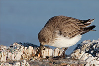 Alpenstrandläufer