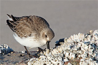 Alpenstrandläufer