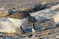 Alpenstrandläufer