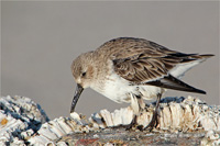 Alpenstrandläufer