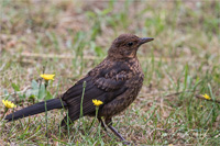 Amsel (Jugend)