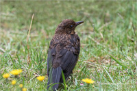 Amsel (Jugend)