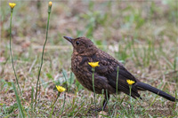 Amsel (Jugend)