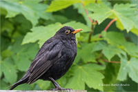 Amsel (m)