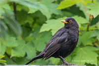 Amsel (m)