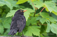 Amsel (m)