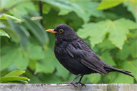 Amsel (m)