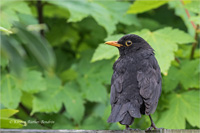 Amsel (m)