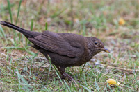 Amsel (w)