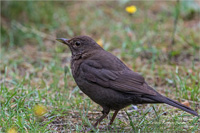 Amsel (w)