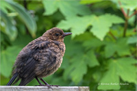 Amsel (Jugend)