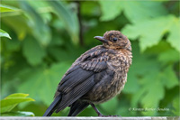 Amsel (Jugend)