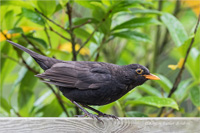 Amsel (m)