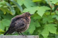 Amsel (Küken)