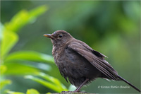 Amsel (w)