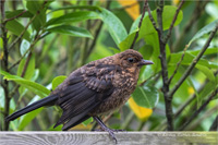 Amsel (Jugend)