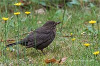 Amsel (w)