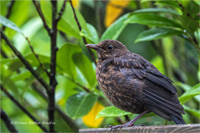 Amsel (Jugend)