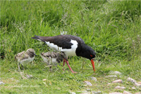 Austernfischer (Familie)