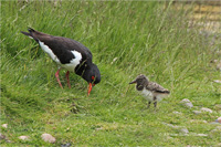 Austernfischer (Familie)