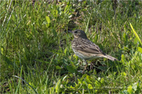 Baumpieper