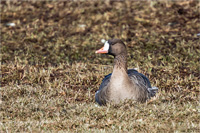 Blässgans