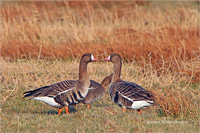 Blässgans