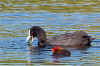 Blässhuhn (Familie)