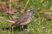 Blaukehlchen (m)