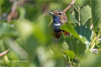 Blaukehlchen (m)