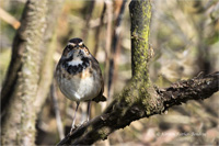 Blaukehlchen (w)