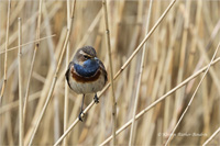 Blaukehlchen (m)