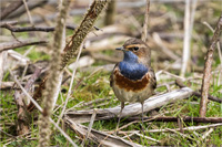 Blaukehlchen (m)