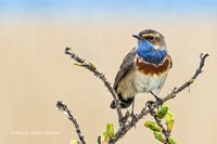 Blaukehlchen (m)