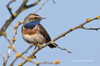 Blaukehlchen (m)