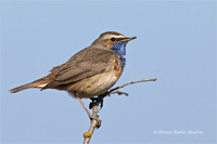 Blaukehlchen (m)