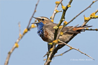 Blaukehlchen (m)