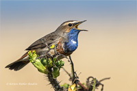 Blaukehlchen (m)