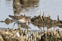 Bruchwasserläufer