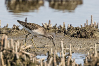 Bruchwasserläufer