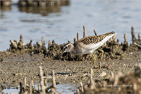 Bruchwasserläufer