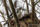 Buntspecht - Herbst -