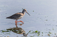 Dunkler Wasserläufer