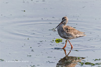 Dunkler Wasserläufer