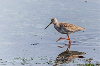 Dunkler Wasserläufer