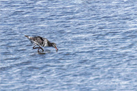 Dunkler Wasserläufer