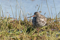 Dunkler Wasserläufer