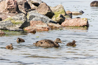 Eiderente (Familie)